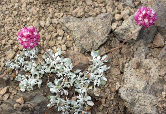 eriogonum sp 1 graphic